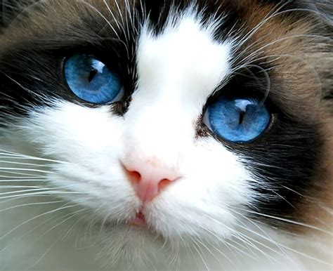 Download Cute Close-up Face Blue Eyes Kitten Animal Cat Cute Cat Image