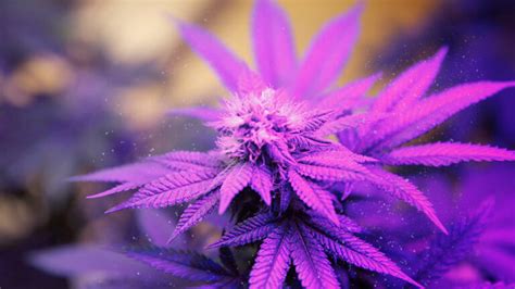 Purple Kush strain review: Representing the purple phenotype