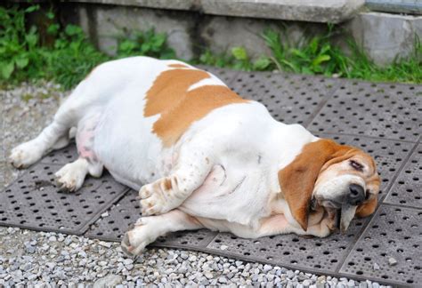 Should You Be Fat Shaming Your Dog? - Insider Envy