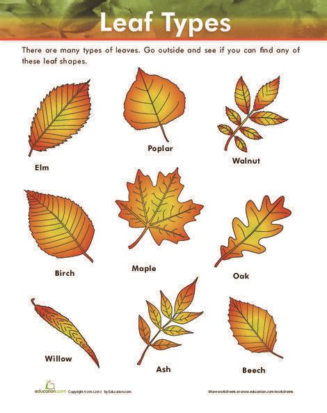 Leaf Types | Worksheet | Education.com | Leaf projects, Tree identification, Leaf identification