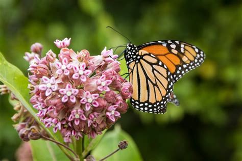 How to Grow Milkweed for Monarch Butterflies | Garden Design