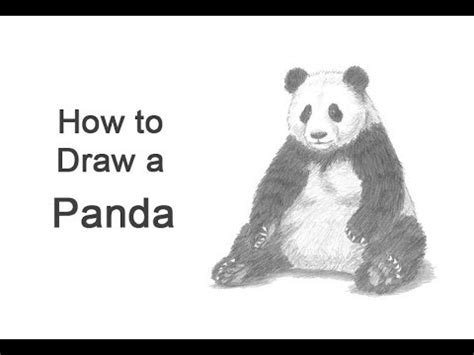 How to Draw a Panda (Sitting) - YouTube