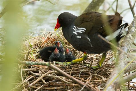 More Moorhen Chicks | Everything is Permuted