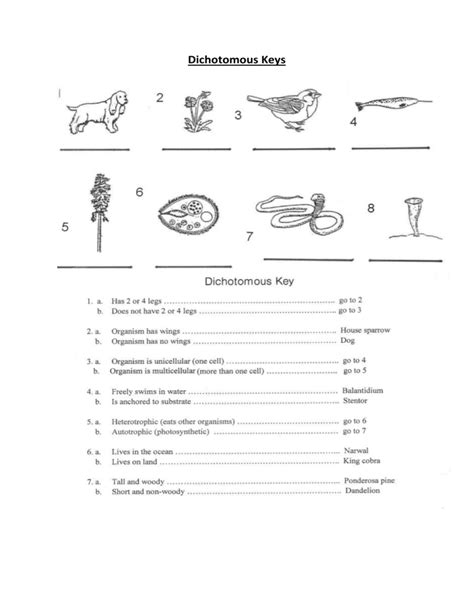 Dichotomous Keys worksheet