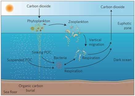 Nutrient Cycling - Abyssal (Abyssopelagic) Zone