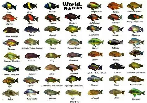 African Cichlid Fish for Your Aquarium