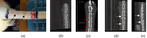 (a) Surgical site of a rat tail that contained an engineered scaffold.... | Download Scientific ...