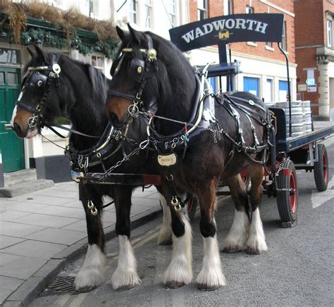 Devizes Days in Words and Pictures 2015: Wadworth's Dray and Shirehorses.