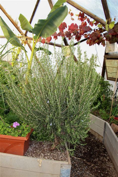 How to Grow Rosemary in a Greenhouse - Greenhouse Plant Management