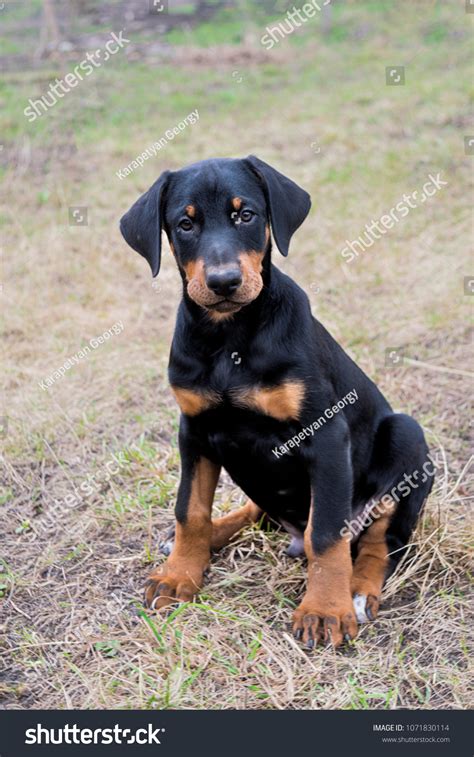 2,662 Doberman Natural Ears Images, Stock Photos & Vectors | Shutterstock