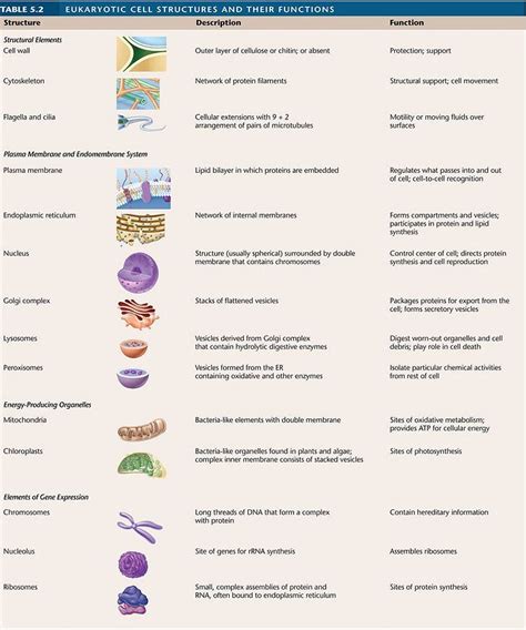 Pin by Geneé Handley on { SciTeacher Goodies } | Biology college ...