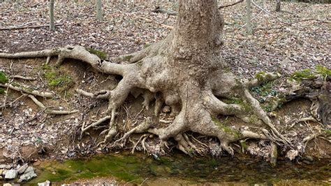 Root Adaptations - Vic's Tree Service - Cutting roots