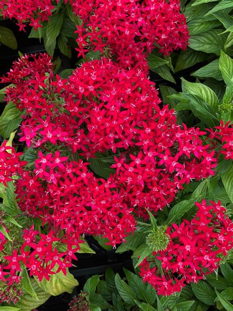 Pentas Dwarf Lipstick (Hot Pink) | Bloom-Masters