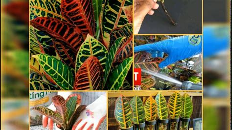 GROWING, CARING & PROPAGATING CROTON PLANTS - YouTube