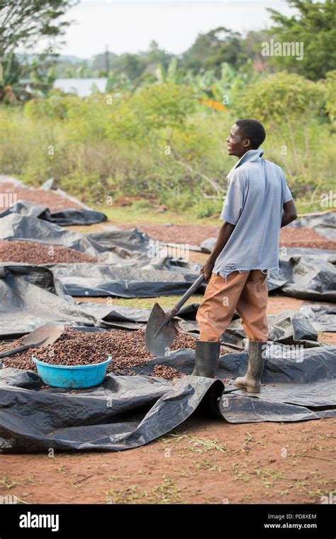 Cocoa bean fermentation hi-res stock photography and images - Alamy