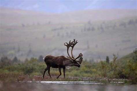 Caribou Hunting 101: When and Where to Do It - Wide Open Spaces