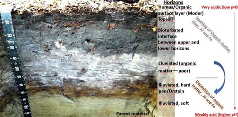 Soil profile showing distinct horizons (labelled on the right-hand ...