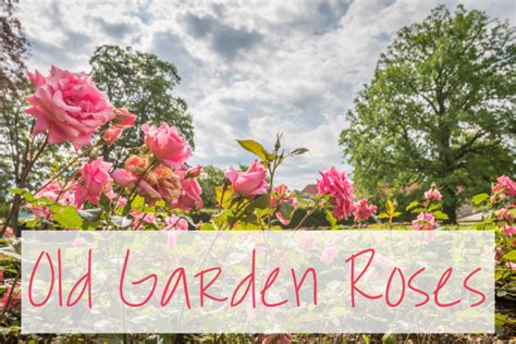 Garden Roses: The Basic Guide Every Gardener Should Have - Living Simple