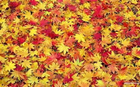 remember playing in the leaves? | Autumn leaves wallpaper, Cute fall ...