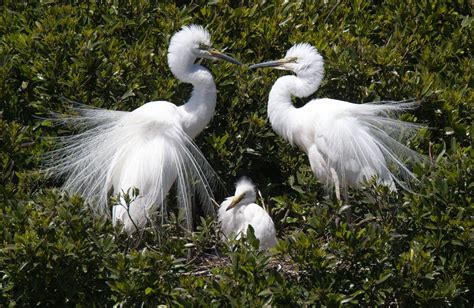 The eastern great egret looks like a proper Christmas angel - Australian Geographic