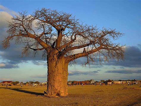 The unexpected origin and remarkable journey of upside-down trees: the ...