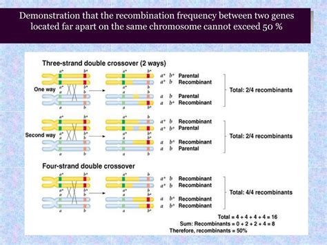 PPT - Linkage genes and genetic recombination PowerPoint Presentation ...