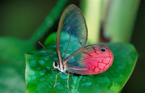 Glasswing Butterfly Picture | Amazing animals from around the world - ABC News