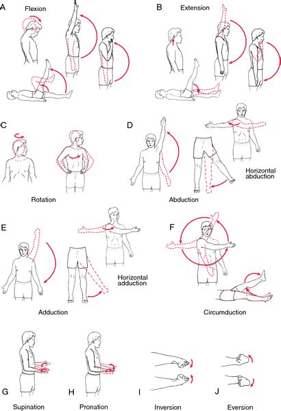 Range of motion exercise | definition of range of motion exercise by Medical dictionary