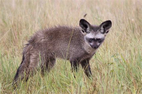 Bat-Eared Fox - Whole Earth Education