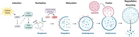 Cell Autophagy