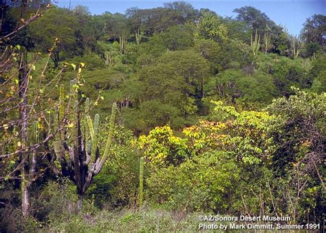 Tropical Deciduous Forest | Wild Sonora