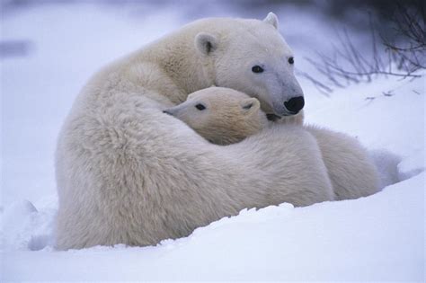 A Mother Polar Bear And Her Cub by Paul Nicklen