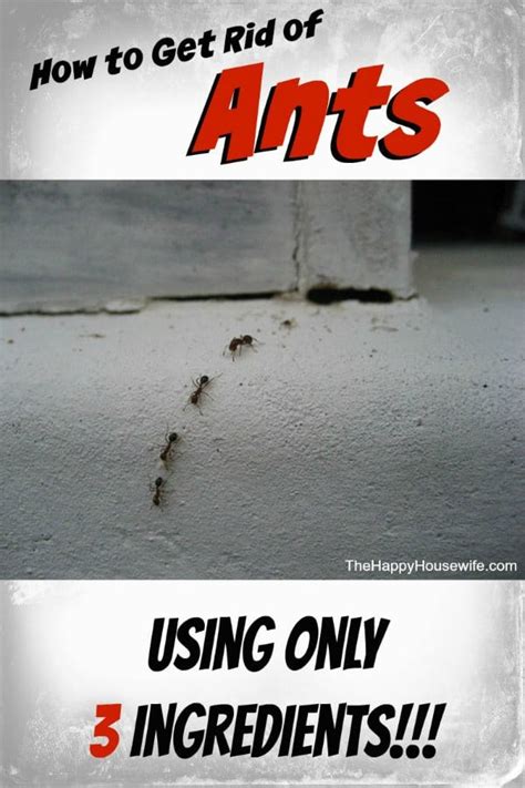 How to Get Rid of Ants with Three Ingredients - The Happy Housewife ...