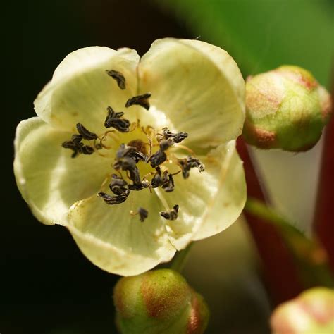 A male flower of the kiwi plant. | This plant (Actinidia arg… | Flickr