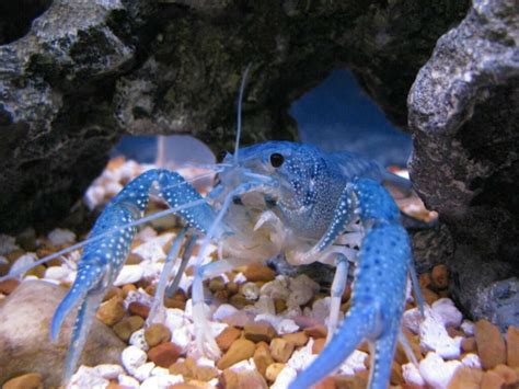 Blue Lobster Aquarium