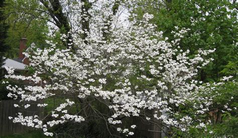 Ramona D. Grieco: Flowering Dogwood Trees Zone 5 - 106 best Zone 4 Trees and Shurbs images on ...