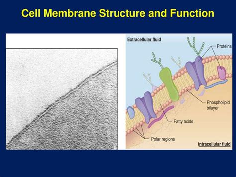 PPT - Cell Membrane Structure and Function PowerPoint Presentation - ID ...