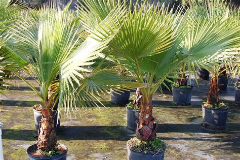 Washingtonia robusta, Washington Palm, Mexican Fan Palm | PlantVine