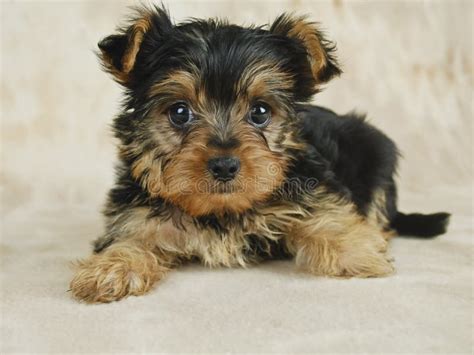 Yorkie Puppy stock photo. Image of black, yorkie, affectionate - 18926652