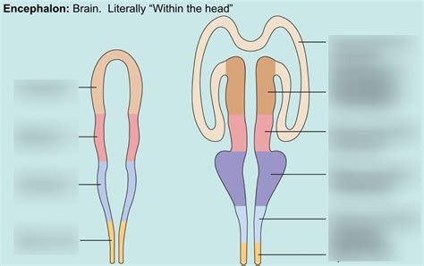 Encephalon Diagram | Quizlet