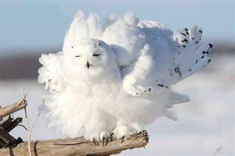 What do snowy owls eat