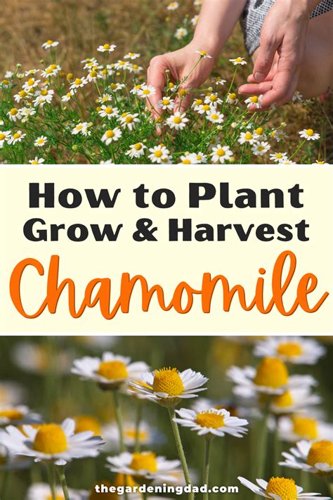 How to Grow Chamomile: 10 EASY Tips | Chamomile growing, Chamomile plant, Chamomile lawn