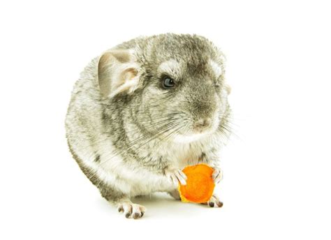 Why Do Chinchillas Eat Wood? - PetHelpful