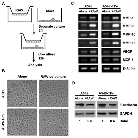 A A transwell co-culture system of RAW 264.7 macrophages and A549 cells... | Download Scientific ...