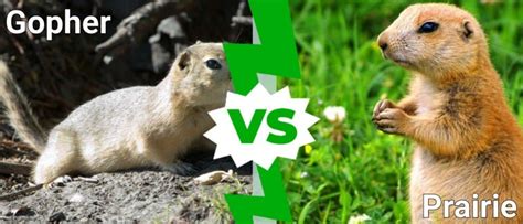 Gopher vs Prairie: What are the Differences? - IMP WORLD