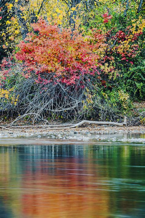 Autumn color explosion along Boise River Photograph by Vishwanath Bhat - Fine Art America