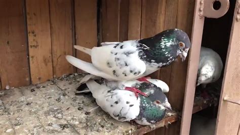 Pigeons Breeding season - YouTube