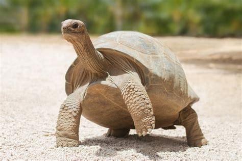 How Do Tortoises And Turtles Live For So Long? » ScienceABC