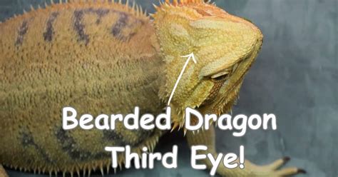 Ultimate Guide to Bearded Dragon Third Eye Facts & Function