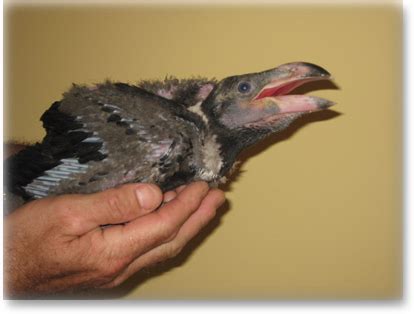 African White Necked Ravens FOR SALE | Raven, Cute birds, White raven